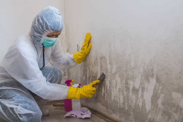 Best Toxic Mold Removal  in Holiday Valley, OH