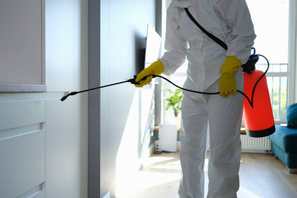 Best Attic Mold Removal  in Holiday Valley, OH