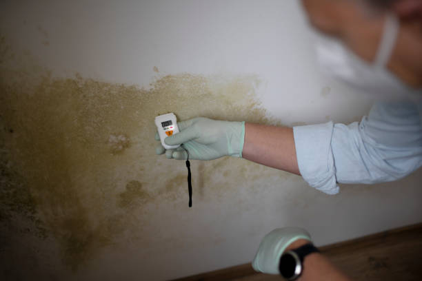 Best Residential Mold Removal  in Holiday Valley, OH