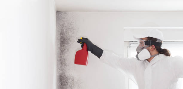 Best Fast Mold Removal  in Holiday Valley, OH