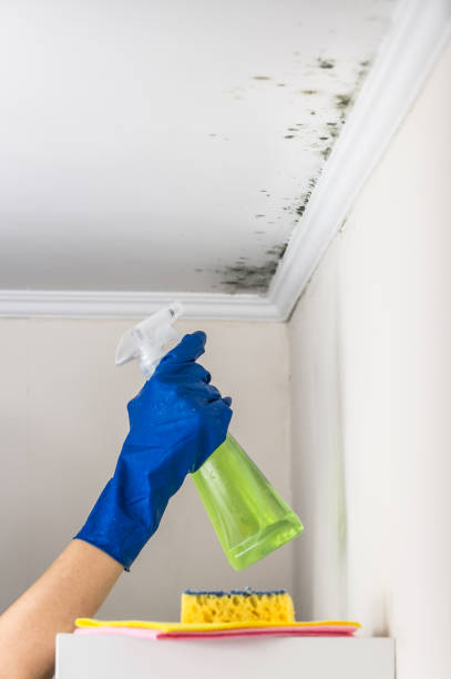 Best Mold Damage Repair  in Holiday Valley, OH