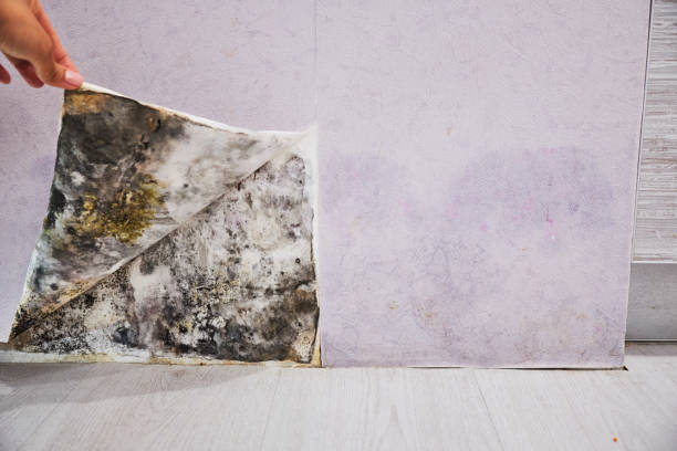 Best Affordable Mold Removal  in Holiday Valley, OH